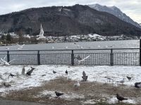 177-auch die Vögel haben Hunger