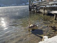 224-ganz Mutige gehen eben immer ins Wasser