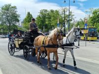 Wiener Fiaker &ndash; &copy; Andrey Kulikov (Eberhardt TRAVEL)