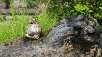  Bad Goisern - im Garten von Rainer und Doris - ein Frosch bewacht den Wasserfall &ndash; &copy; Anke Nicke (Eberhardt TRAVEL)
