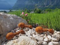 Bad Goiser  - im Garten von Rainer und Doris - Ameisen am Hallstätter See &ndash; &copy; Anke Nicke (Eberhardt TRAVEL)