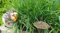 Bad Goisern - im Garten von Rainer und Doris - liebevolle Details  &ndash; &copy; Anke Nicke (Eberhardt TRAVEL)