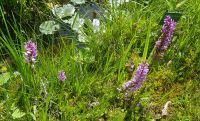 Alpengarten Bad Aussee 04 &ndash; &copy; Anke Nicke (Eberhardt TRAVEL)