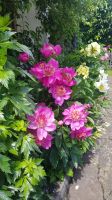 Hallstatt - im Garten von Uli und Vinzenz 08 &ndash; &copy; Anke Nicke (Eberhardt TRAVEL)