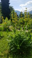 Alpengarten Bad Aussee 03 &ndash; &copy; Anke Nicke (Eberhardt TRAVEL)