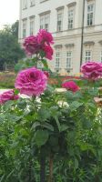 Salzburg - Schlosspark Mirabell 08 &ndash; &copy; Anke Nicke (Eberhardt TRAVEL)