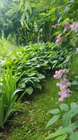 Bad Goisern - im Garten von Rainer und Doris - Schattengarten &ndash; &copy; Anke Nicke (Eberhardt TRAVEL)
