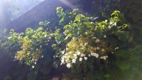 Hallstatt - im Garten von Uli und Vinzenz 11 &ndash; &copy; Anke Nicke (Eberhardt TRAVEL)