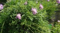Alpengarten Bad Aussee 11 &ndash; &copy; Anke Nicke (Eberhardt TRAVEL)
