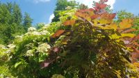 Alpengarten Bad Aussee 07 &ndash; &copy; Anke Nicke (Eberhardt TRAVEL)