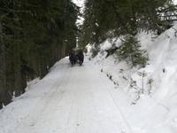 Pferdeschlittenfahrt zur PritzhÜtte