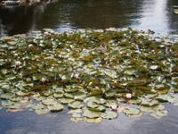 Seerosenteich in Schönnbrunn