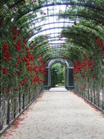 Rosengarten in Schönbrunn