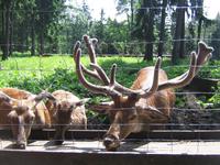 Wildgehege Naturpark Hohe Wand
