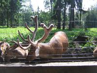 Wildgehege Naturpark Hohe Wand