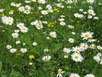 Enzianbrennerei Grassl - Blumenwiese