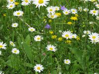 Enzianbrennerei Grassl - Blumenwiese