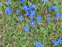 Postalm Frühlingsenzian