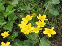 Hochalm am Tratberg - Sumpfdotterblumen