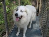 Pyrenäenberghund am Wasserfall