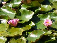 Garten &ndash; &copy; Kerstin Hugel (Eberhardt TRAVEL)