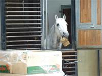 Lippizaner Winterquatier