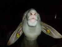 Bergweihnacht im Sixenhof in Achenkirch