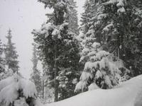 traumhafter Winterwald