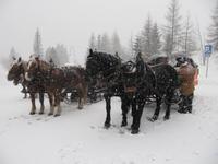Hurra, die Schlittenfahrt kann beginnen!