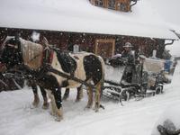 die Schlitten und Pferde sind bereit zur Talfahrt