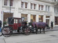 Wien, Fiaker vor der Peterskirche