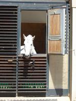 Hallo ich bin ein Lipizzianer