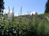 Villacher Alpenstrasse (13)