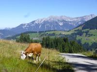 Wanderung zum Filzalmsee Brixen im Thale/Hochbrixen