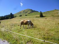 Wanderung zum Filzalmsee Brixen im Thale/Hochbrixen