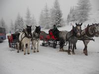 die Pferde sind bereit für unsere Tour