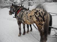 Mozart in gespannter Wartehaltung