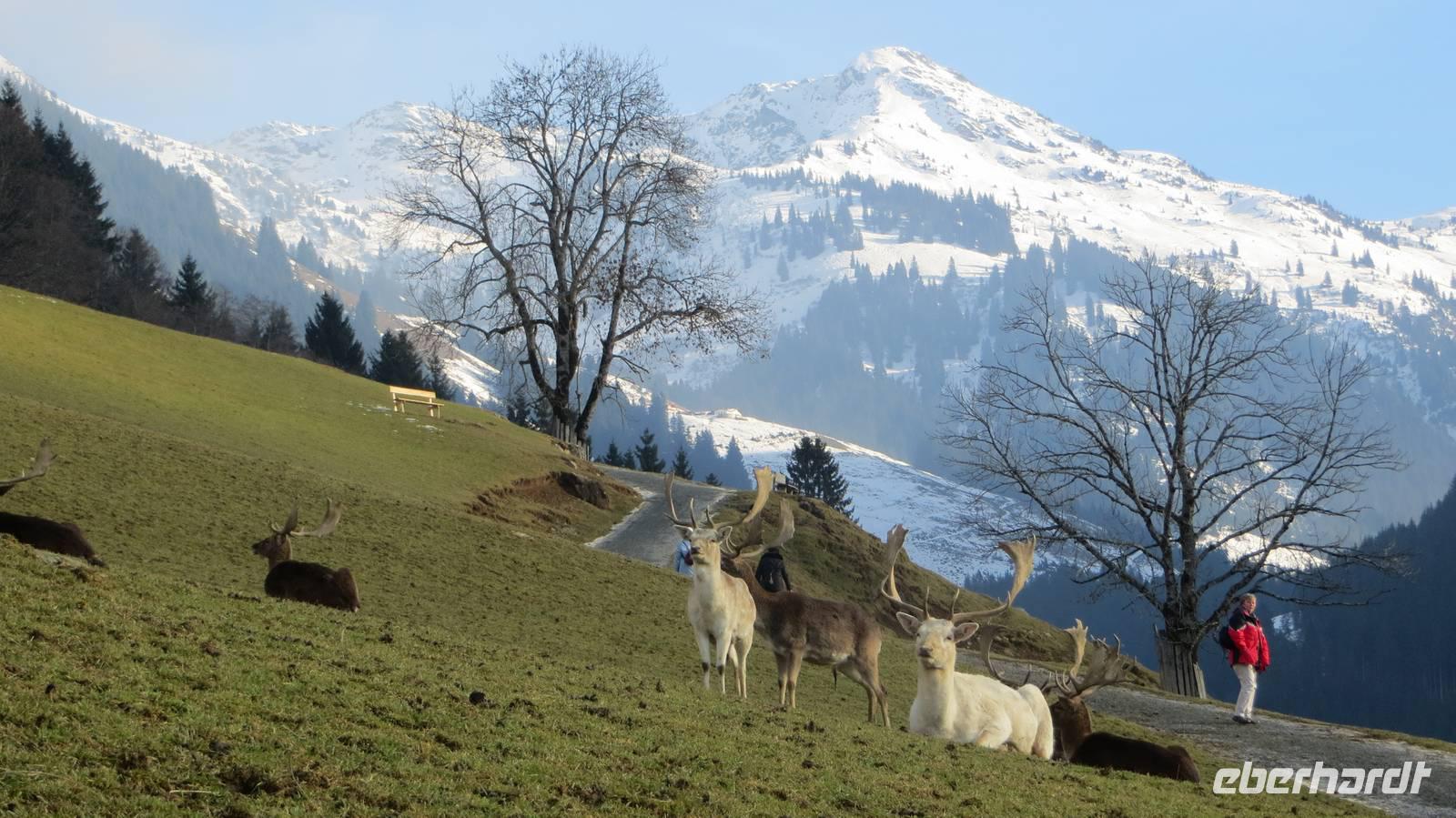 Eberhardt TRAVEL Winterreise in den Kitzbueheler Alpen/Brixental/Tirol - Wildpark Aurach