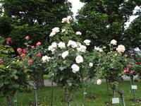 Wien  -  Volksgarten, Rosen in der schönsten Blüte