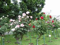 Volksgarten, Rosen