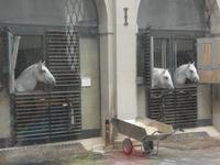 Wien  -   Hofburg, Stallburg mit Begrüßung durch die weißen Lippizaner