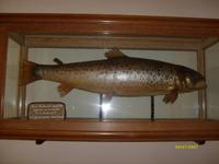 der größte, je gefangenen Fisch aus dem Königssee