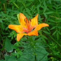 Wanderung entlang des Weissensee