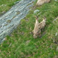 Steinböcke