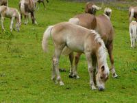 Haflinger Gestüt