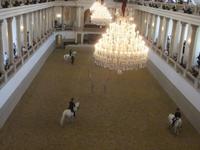 Beim Morgentraining in der Spanischen Hofreitschule