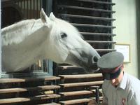 Ein stolzer Lipizzaner
