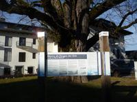 Eine viele Hundert Jahre alte Eiche auf der Halbinsel Maria Wörth.