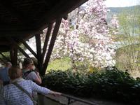 Die blühende Magnolie  -  ein beliebtes Fotomotiv.