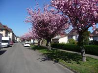 In St. Veit an der Glan   -   blühende japanische Kirschbäume.
